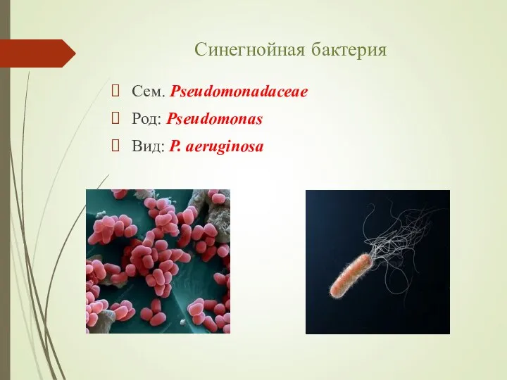 Синегнойная бактерия Сем. Pseudomonadaceae Род: Pseudomonas Вид: P. aeruginosa