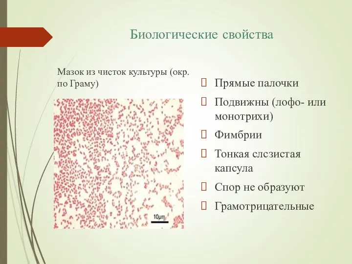 Биологические свойства Мазок из чисток культуры (окр. по Граму) Прямые палочки Подвижны