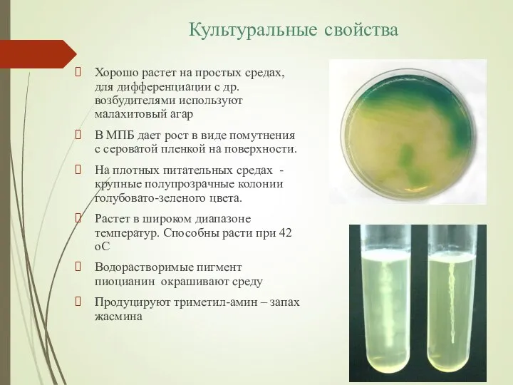 Культуральные свойства Хорошо растет на простых средах, для дифференциации с др. возбудителями