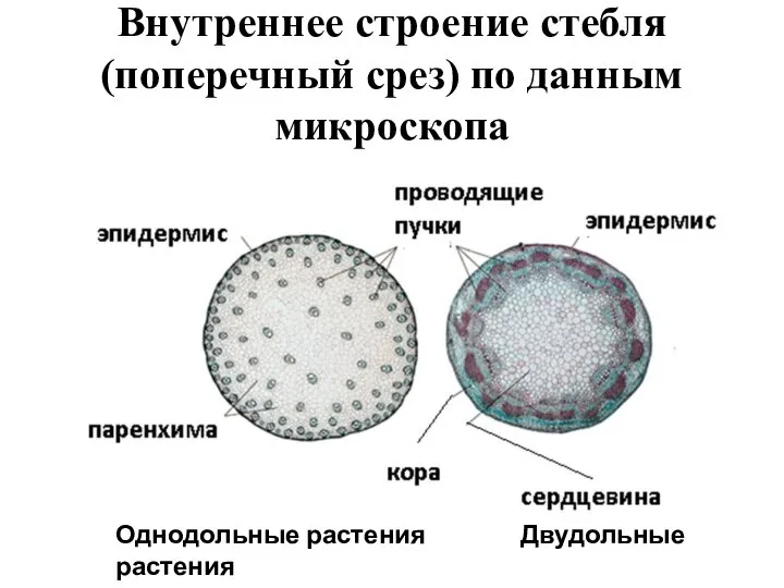 Внутреннее строение стебля (поперечный срез) по данным микроскопа Однодольные растения Двудольные растения