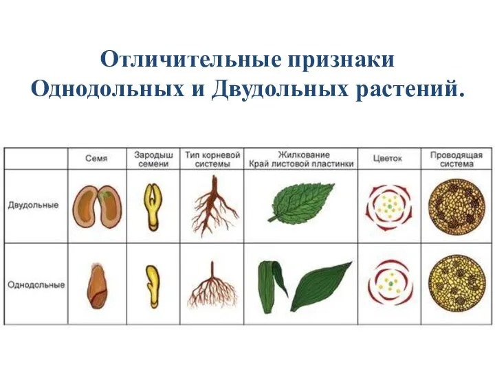 Отличительные признаки Однодольных и Двудольных растений.