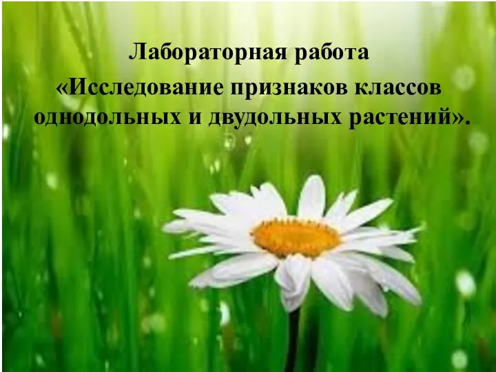 Лабораторная работа «Исследование признаков классов однодольных и двудольных растений».