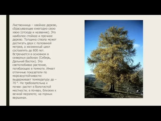 Лиственница – хвойное дерево, сбрасывающее ежегодно свою хвою (отсюда и название). Это