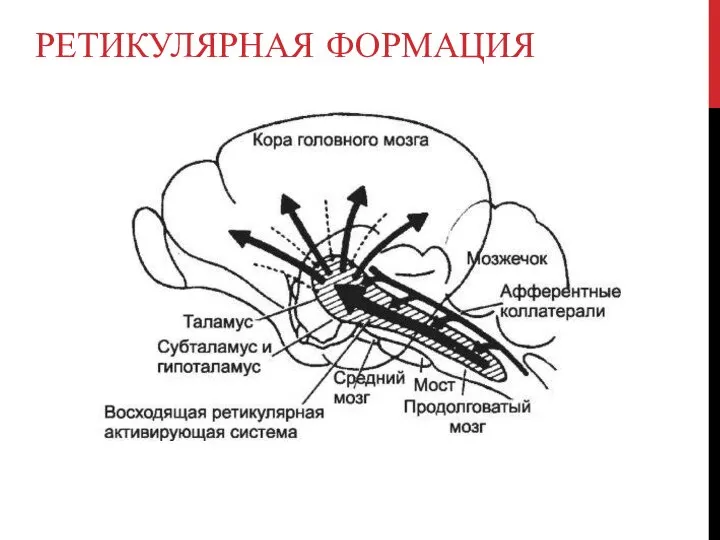 РЕТИКУЛЯРНАЯ ФОРМАЦИЯ