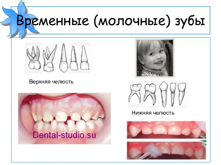 Временные (молочные) зубы Верхняя челюсть Нижняя челюсть