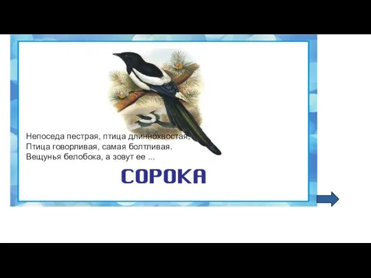 Непоседа пестрая, птица длиннохвостая, Птица говорливая, самая болтливая. Вещунья белобока, а зовут ее ...