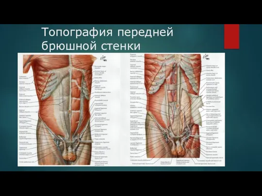 Топография передней брюшной стенки