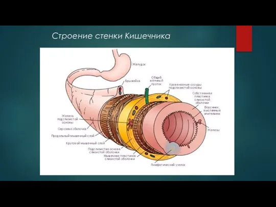 Строение стенки Кишечника