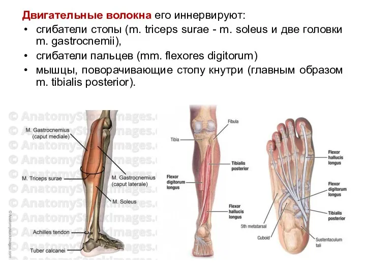 Двигательные волокна его иннервируют: сгибатели стопы (m. triceps surae - m. soleus