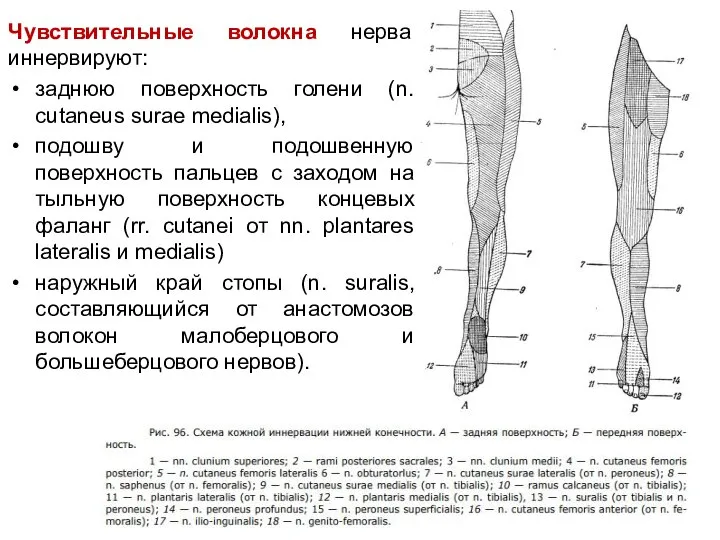 Чувствительные волокна нерва иннервируют: заднюю поверхность голени (n. cutaneus surae medialis), подошву