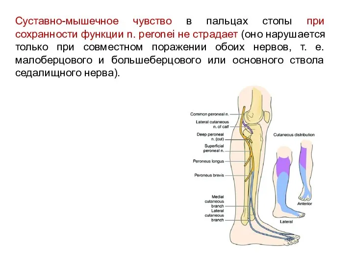 Суставно-мышечное чувство в пальцах стопы при сохранности функции n. peronei не страдает