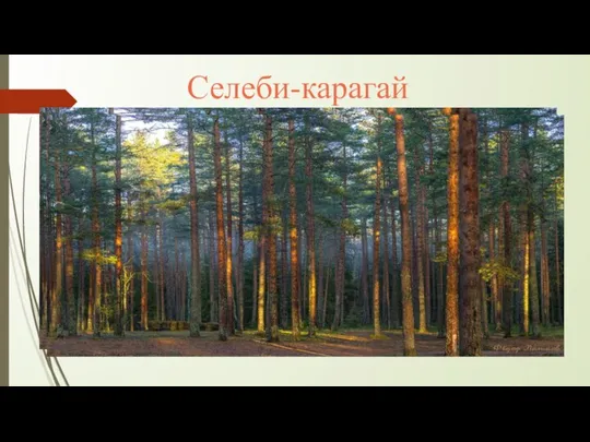 Селеби-карагай