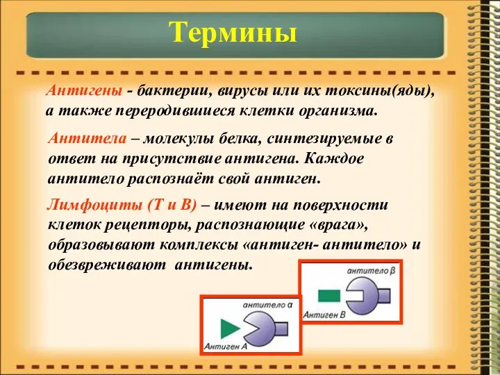 Термины Антигены - бактерии, вирусы или их токсины(яды), а также переродившиеся клетки