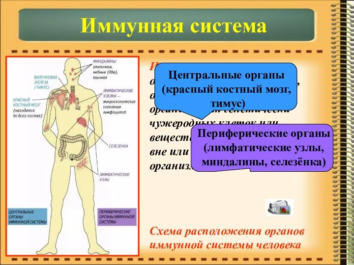 Иммунная система – объединяет органы и ткани, обеспечивающие защиту организма от генетически