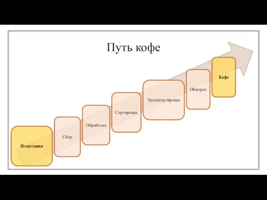 Путь кофе Плантация Сбор Обработка Сортировка Транспортировка Обжарка Кафе