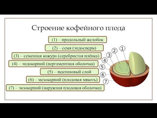 Строение кофейного плода (1) – продольный желобок (2) – семя (эндосперм) (3)