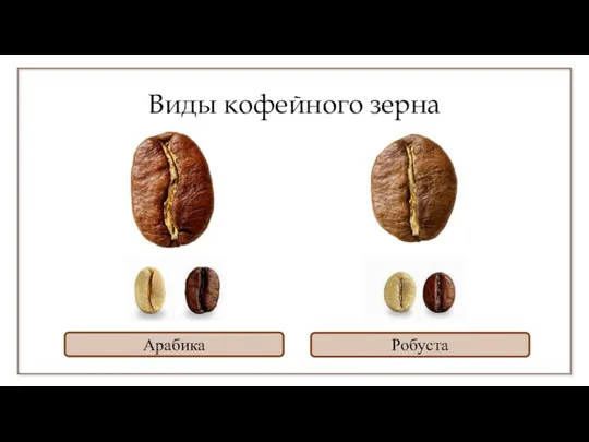 Виды кофейного зерна Арабика Робуста