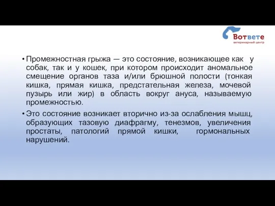 Промежностная грыжа — это состояние, возникающее как у собак, так и у