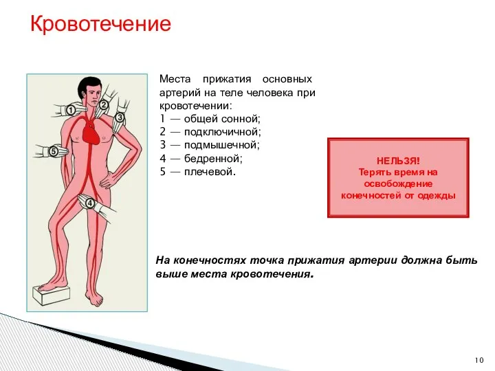 Кровотечение Места прижатия основных артерий на теле человека при кровотечении: 1 —
