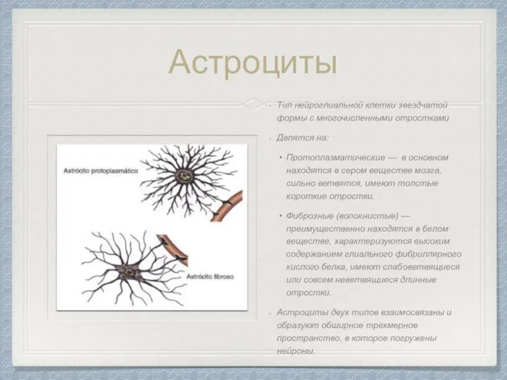 Астроциты Тип нейроглиальной клетки звездчатой формы с многочисленными отростками Делятся на: Протоплазматические