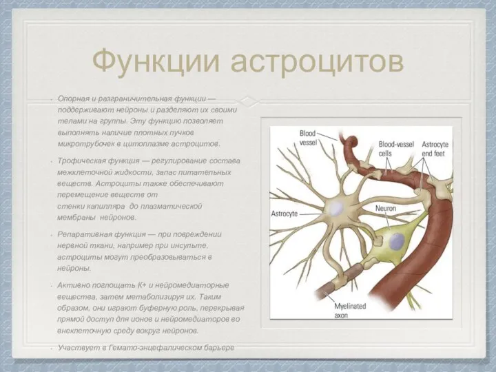 Функции астроцитов Опорная и разграничительная функции — поддерживают нейроны и разделяют их