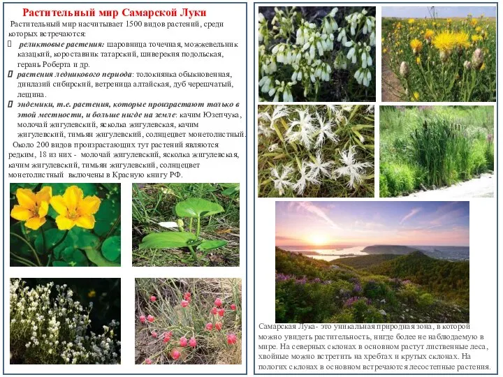 Растительный мир Самарской Луки Растительный мир насчитывает 1500 видов растений, среди которых