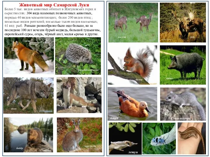 Животный мир Самарской Луки Более 5 тыс. видов животных обитает в Жигулевских