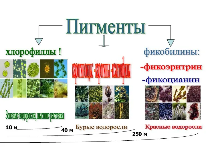 Пигменты хлорофиллы ! каротиноиды: -каротины -ксантофилы фикобилины: -фикоэритрин -фикоцианин Зеленые водоросли, высшие