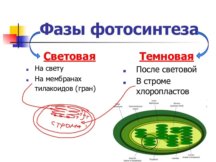 Фазы фотосинтеза Световая На свету На мембранах тилакоидов (гран) Темновая После световой В строме хлоропластов