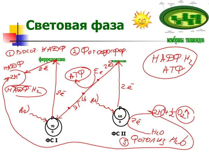 Световая фаза мембраны тилакоидов хинон ферредоксин P700 P680 ФС I ФC II