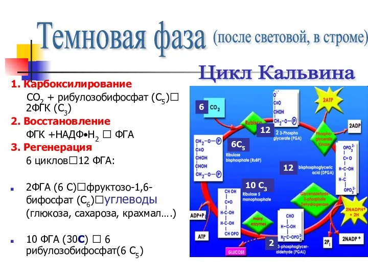 1. Карбоксилирование СО2 + рибулозобифосфат (С5)? 2ФГК (С3) 2. Восстановление ФГК +НАДФ•Н2