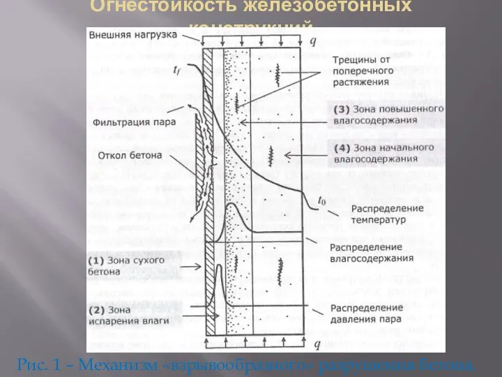 Огнестойкость железобетонных конструкций Рис. 1 – Механизм «взрывообразного» разрушения бетона.