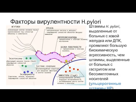 Факторы вирулентности H.pylori Штаммы H. pylori, выделенные от больных с язвой желудка