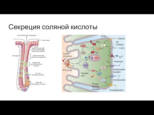 Секреция соляной кислоты