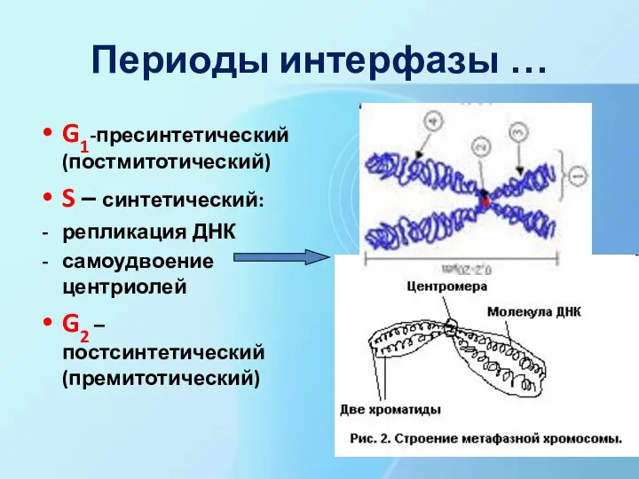 Периоды интерфазы … G1-пресинтетический (постмитотический) S – синтетический: репликация ДНК самоудвоение центриолей G2 – постсинтетический (премитотический)