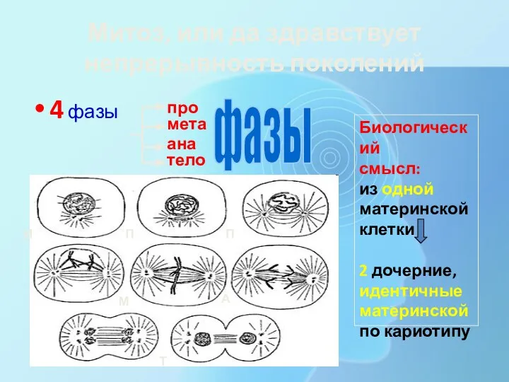 Митоз, или да здравствует непрерывность поколений 4 фазы про мета ана тело