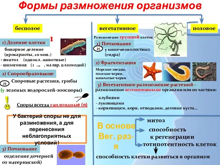 Формы размножения организмов бесполое вегетативное половое в основе – деление 1 клетки