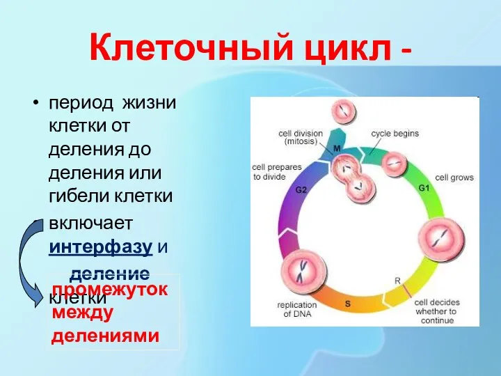 Клеточный цикл - период жизни клетки от деления до деления или гибели