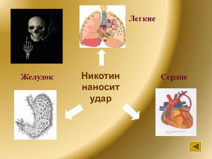 Никотин наносит удар Легкие Желудок Сердце