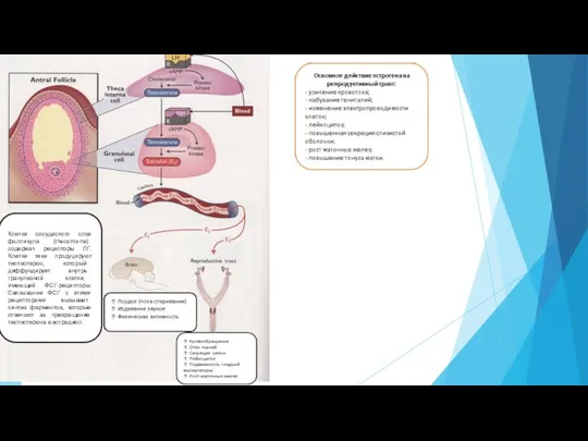 Клетки сосудистого слоя фолликула (thecainterna) содержат рецепторы ЛГ. Клетки теки продуцируют тестостерон,