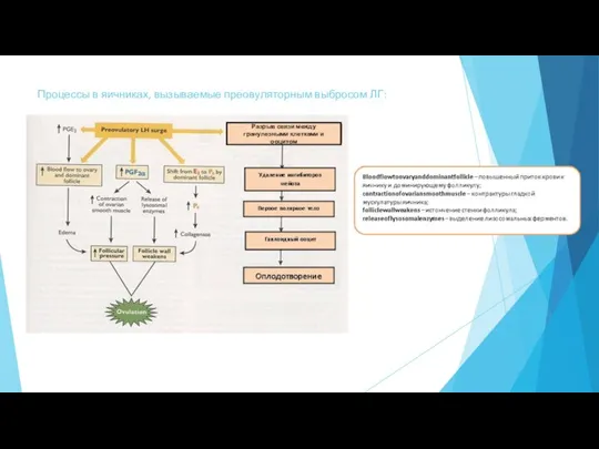 Процессы в яичниках, вызываемые преовуляторным выбросом ЛГ: Разрыв связи между гранулезными клетками и ооцитом
