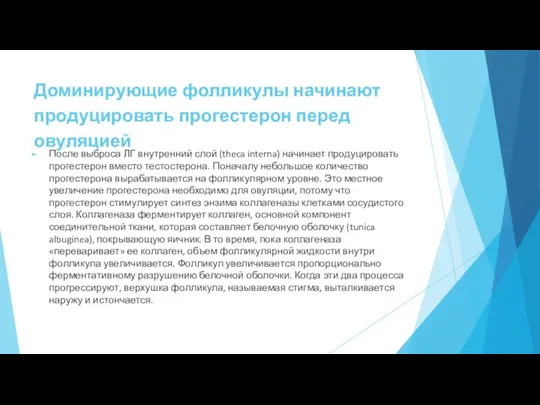 Доминирующие фолликулы начинают продуцировать прогестерон перед овуляцией После выброса ЛГ внутренний слой