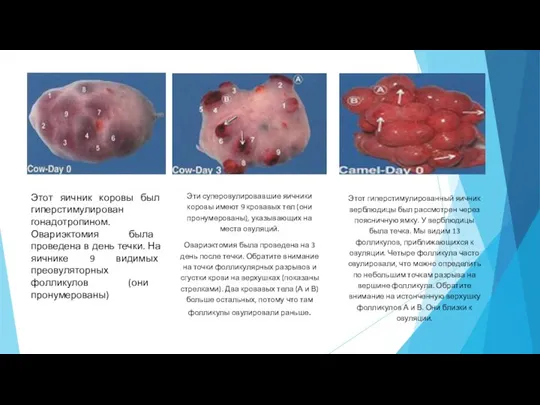 Этот яичник коровы был гиперстимулирован гонадотропином. Овариэктомия была проведена в день течки.