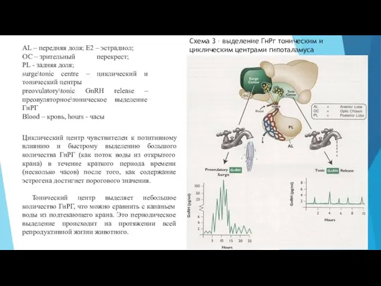 AL – передняя доля; Е2 – эстрадиол; ОС – зрительный перекрест; PL