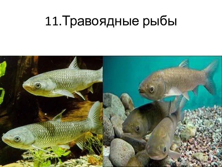 11.Травоядные рыбы