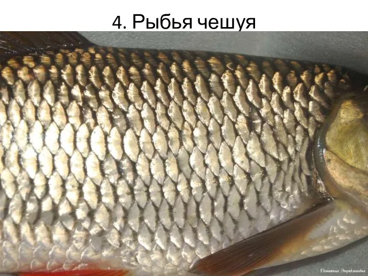 4. Рыбья чешуя