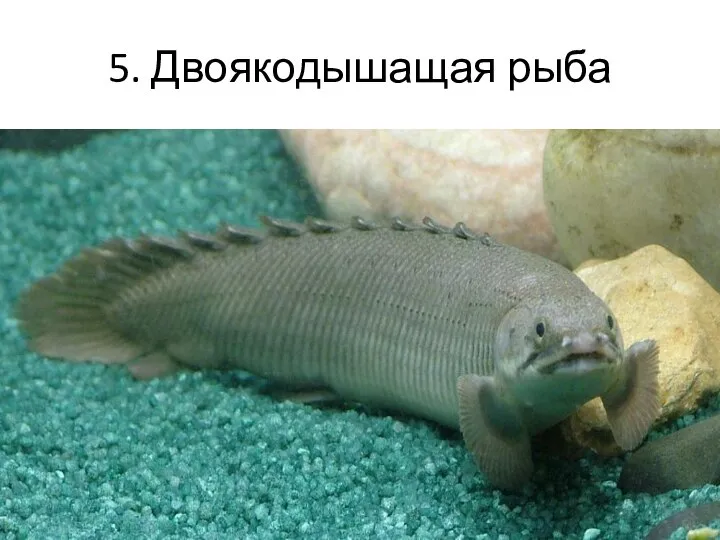 5. Двоякодышащая рыба