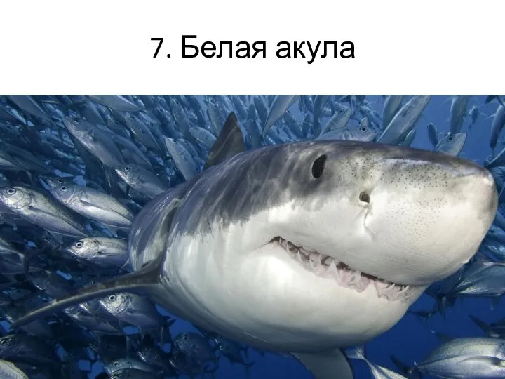 7. Белая акула