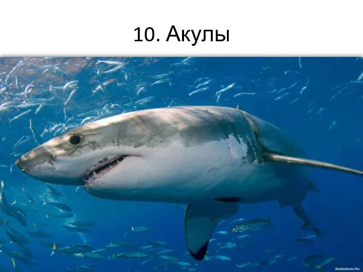 10. Акулы