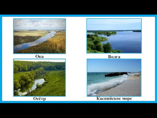 Осётр Ока Волга Каспийское море